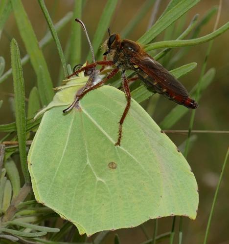 Réf. 262 071 : Stenopogon sabaudus